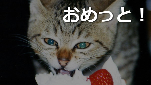 猫,ケーキ,おめっと