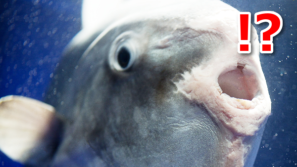 マンボウ,突然の死