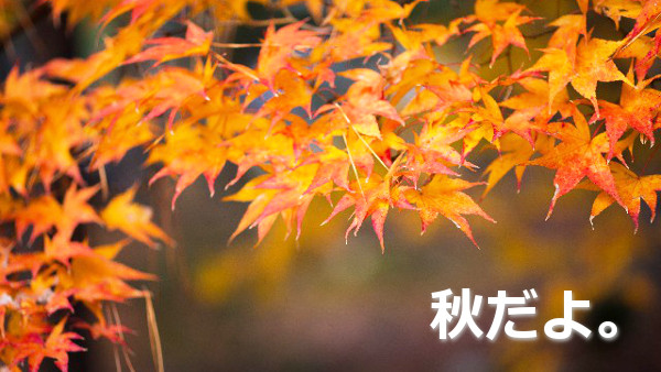 週間アクセス解析